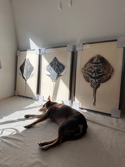Exploration of Rays #2