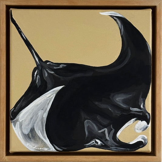 Manta Ray Confined